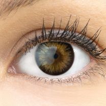 Siena Brown Braun - braune farbige Kontaktlinsen ohne Stärke